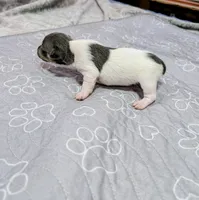 Katrina - TRT, a female Rat Terrier for sale in Jerusalem, OH – 2 of 8