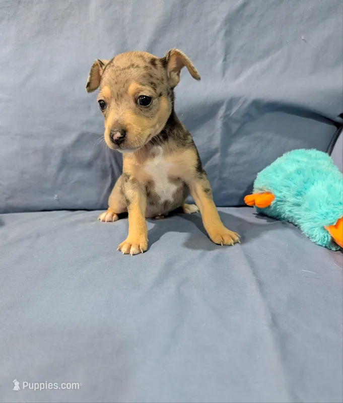 Harry  – Rat Terrier puppy for sale in Jerusalem, OH