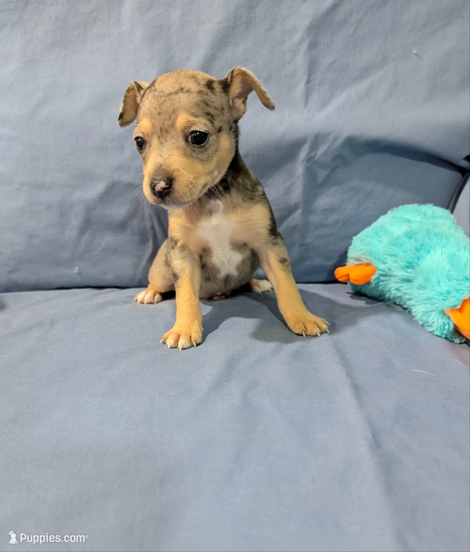 Harry , a male Rat Terrier for sale in Jerusalem, OH – Photo 1 of 9
