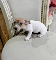 AKC - Johnny - TRT, a male Rat Terrier for sale in Jerusalem, OH – 4 of 8