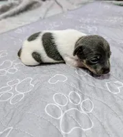 Louis - TRT , a male Rat Terrier for sale in Jerusalem, OH – 4 of 10