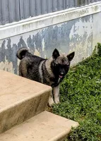 AKC - TURQUOISE, a female Norwegian Elkhound for sale in Jerusalem, OH – 4 of 4