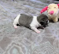 AKC - Bailey - TRT, a female Rat Terrier for sale in Jerusalem, OH – 3 of 10