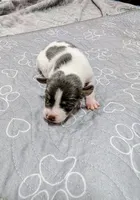 Jim, a male Rat Terrier for sale in Jerusalem, OH – 7 of 9