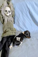 Fozzie, a male Miniature Dachshund for sale in Jerusalem, OH – 3 of 5