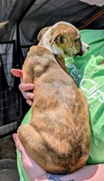 Ellen, a female Siberian Husky and American Pit Bull Terrier for sale in Jerusalem, OH – 2 of 2