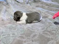 AKC - Bailey - TRT, a female Rat Terrier for sale in Jerusalem, OH – 8 of 10