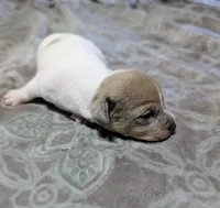 AKC - Johnny - TRT, a male Rat Terrier for sale in Jerusalem, OH – 5 of 8