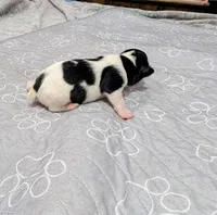 Donna - TRT, a female Rat Terrier for sale in Jerusalem, OH – 5 of 10