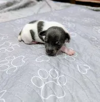Louis - TRT , a male Rat Terrier for sale in Jerusalem, OH – 6 of 10