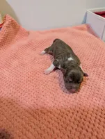 Jason - Mini Rat , a male Rat Terrier for sale in Jerusalem, OH – 4 of 4