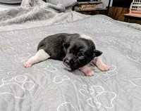 Kelly , a female Rat Terrier for sale in Jerusalem, OH – 9 of 9