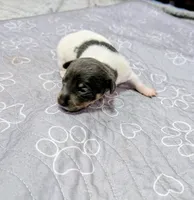 Katrina - TRT, a female Rat Terrier for sale in Jerusalem, OH – 4 of 8