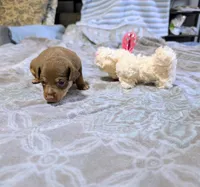 Gibbs, a male Rat Terrier for sale in Jerusalem, OH – 8 of 10