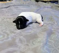 Les - TRT, a male Rat Terrier for sale in Jerusalem, OH – 5 of 8
