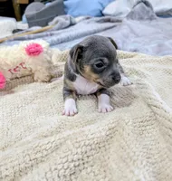 Annabelle - Rat Terrier , a female Rat Terrier for sale in Jerusalem, OH – 3 of 10