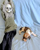 Miss Piggy, a female Miniature Dachshund for sale in Jerusalem, OH – 3 of 10