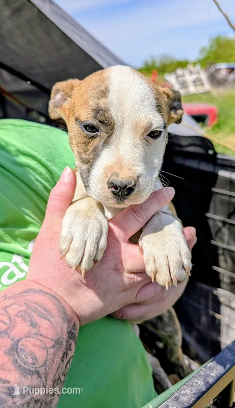 Ellen – Siberian Husky, American Pit Bull Terrier puppy for sale in Jerusalem, OH