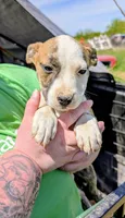 Ellen, a female Siberian Husky and American Pit Bull Terrier for sale in Jerusalem, OH – 1 of 2