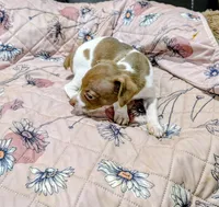 ZIVA, a female Rat Terrier for sale in Jerusalem, OH – 6 of 6