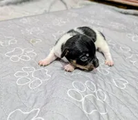 Harvey - TRT, a male Rat Terrier for sale in Jerusalem, OH – 8 of 10