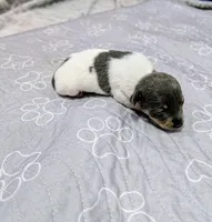 Katrina - TRT, a female Rat Terrier for sale in Jerusalem, OH – 3 of 8