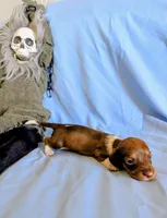 Kermit , a male Miniature Dachshund for sale in Jerusalem, OH – 7 of 10