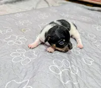 Harvey - TRT, a male Rat Terrier for sale in Jerusalem, OH – 10 of 10