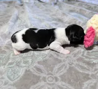 AKC - Venus - TRT, a male Rat Terrier for sale in Jerusalem, OH – 5 of 10