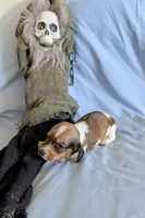 Miss Piggy, a female Miniature Dachshund for sale in Jerusalem, OH – 1 of 10