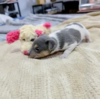 Freddy - Mini Rat , a male Rat Terrier for sale in Jerusalem, OH – 10 of 10