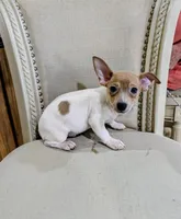 AKC - Johnny - TRT, a male Rat Terrier for sale in Jerusalem, OH – 1 of 8