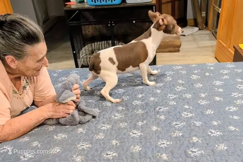 Ziva - Rat Terrier  – Rat Terrier puppy for sale in Jerusalem, OH