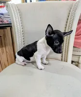 AKC - Venus - TRT, a male Rat Terrier for sale in Jerusalem, OH – 5 of 8