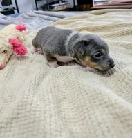 Annabelle - Rat Terrier , a female Rat Terrier for sale in Jerusalem, OH – 10 of 10