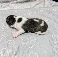 Screech , a male Rat Terrier for sale in Jerusalem, OH – 5 of 10
