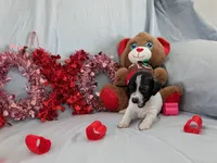Sally, a female Chinese Crested and Miniature Dachshund for sale in Jerusalem, OH – Photo 2 of 6
