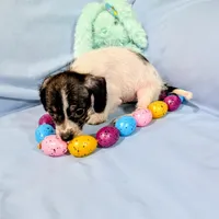 Sally, a female Chinese Crested and Miniature Dachshund for sale in Jerusalem, OH – Photo 5 of 8