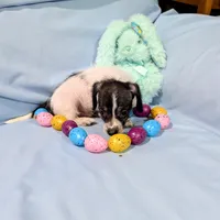 Sally, a female Chinese Crested and Miniature Dachshund for sale in Jerusalem, OH – Photo 1 of 8