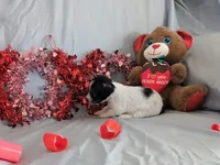 Sally, a female Chinese Crested and Miniature Dachshund for sale in Jerusalem, OH – Photo 3 of 6