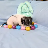 Sally, a female Chinese Crested and Miniature Dachshund for sale in Jerusalem, OH – Photo 4 of 8