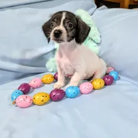 Sally, a female Chinese Crested and Miniature Dachshund for sale in Jerusalem, OH – Photo 3 of 8