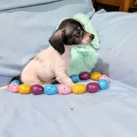 Sally, a female Chinese Crested and Miniature Dachshund for sale in Jerusalem, OH – Photo 6 of 8