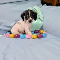 Sally, a female Chinese Crested and Miniature Dachshund for sale in Jerusalem, OH – Photo 8 of 8