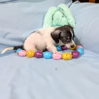 Sally, a female Chinese Crested and Miniature Dachshund for sale in Jerusalem, OH – Photo 2 of 8