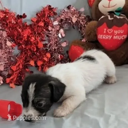 Sally, a female Chinese Crested and Miniature Dachshund for sale in Jerusalem, OH – Photo 6 of 6