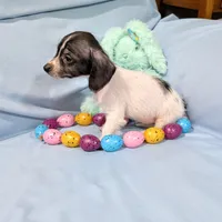 Sally, a female Chinese Crested and Miniature Dachshund for sale in Jerusalem, OH – Photo 7 of 8