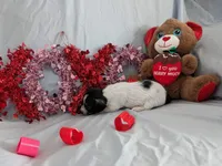 Sally, a female Chinese Crested and Miniature Dachshund for sale in Jerusalem, OH – Photo 5 of 6