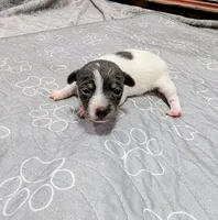 Jessica - TRT , a female Rat Terrier for sale in Jerusalem, OH – 4 of 10