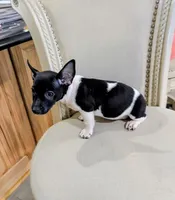 AKC - Venus - TRT, a male Rat Terrier for sale in Jerusalem, OH – 2 of 8